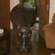 Illustration for article titled A Hippopotamus Isnt the Most Practical Family Pet Ive Seen